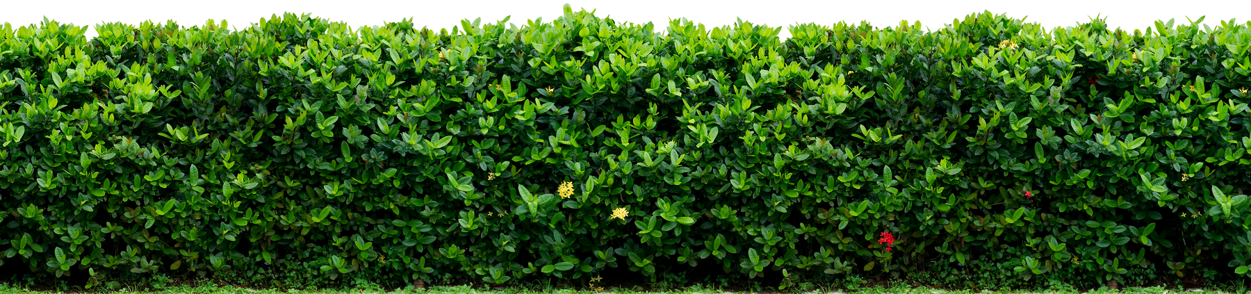 Shrub Fence